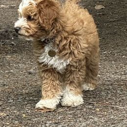 Goldendoodle Puppies from West Michigan Doodles and Poodles