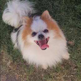 Pomeranian puppies from Marie's Sweetie Poms