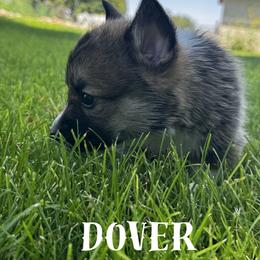 Dover - Sable male Pembroke Welsh Corgi puppy in Elberta, Utah from 3F Farms- Pembroke Welsh Corgis and Irish Wolfhounds