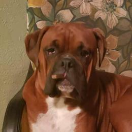 George - Boxer