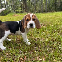 Baby Girl - Black white and tan female Beagle puppy in Monticello, Georgia from Beaglelove