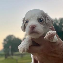 Meatball - Red roan male Cockapoo puppy in Mocksville, North Carolina from Little Bear Doodles