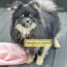 Teddy neutered - Black and tan Pomeranian puppy in Kentucky from Em&M Pomeranians
