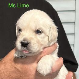 Ms. Lime - Light golden female Golden Retriever puppy in Crestview, Florida from Pushin’ Sand Goldens