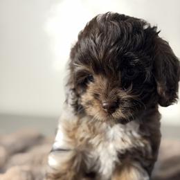 Koa - Merle male Cockapoo puppy in Palmdale, California from Pucci Pawfect