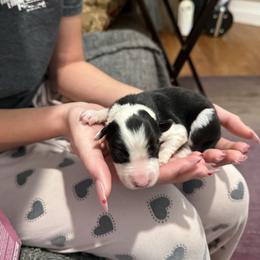 Blk and wht girl - Black and white female Border Collie puppy in Jackson, New Jersey from NJ Bees BC