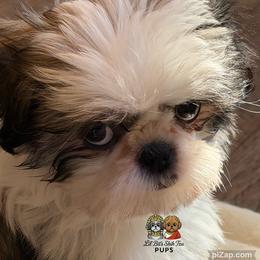 Cruz - Tricolor male Shih Tzu puppy in Walkertown, North Carolina from Lil’ Bit’s Shih Tzu