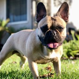 Charlotte - French Bulldog