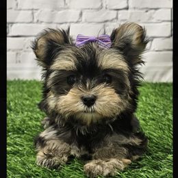 Lolly SMALL - Black & tan tri-color female Morkie puppy in Monticello, Iowa from Ashley’s Puppies