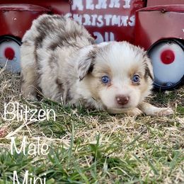 Miniature Australian Shepherd and Toy Australian Shepherd Puppies from HighEnd Aussies