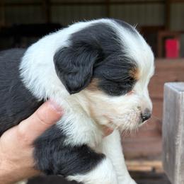 Girl 3 - Black tri-color female Aussiedoodle puppy in Reddick, Florida from Cooper’s Mini Doodles