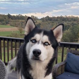 Tuck Tuck - Siberian Husky
