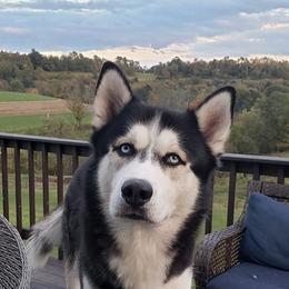Tuck Tuck - Siberian Husky