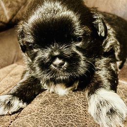 Smokey - Black and white male Shih Tzu puppy in Winston Salem, North Carolina from Jay&Ray Shih Tzu’s