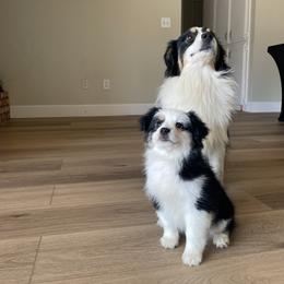 Miniature Australian Shepherd Puppies from DLT MiniAussie