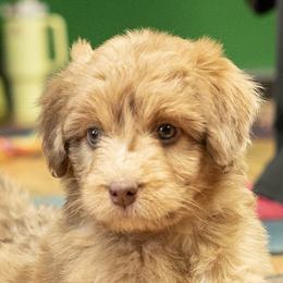 Aussiedoodle Puppies from Dinah Doodles and Aussies