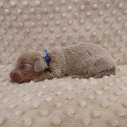 Puppy 1 - Fawn (isabella) and tan male Dachshund puppy in Krum, Texas from Dots N Spots Dachshunds