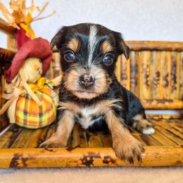 Sadie - Parti female Yorkshire Terrier puppy in Blacksburg, South Carolina from Hess Pooches LLC