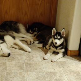Siberian Husky Puppies from Husky Acres
