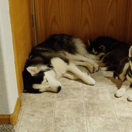 Siberian Husky Puppies from Husky Acres