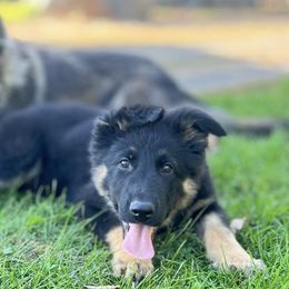 Bicolor female - Bi-color female German Shepherd puppy in Dresser, Wisconsin from Kleiner Bach German Shepherds