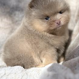 Frost - Lavender male Pomeranian puppy in Coleman, Oklahoma from Pretty Poms