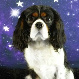 Huxley - Cavalier King Charles Spaniel
