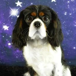 Huxley - Cavalier King Charles Spaniel