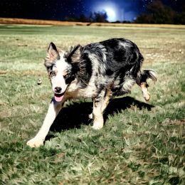 Fancy - Border Collie