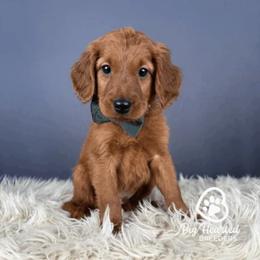 Mint - Red male Companion Cross puppy in Utah County, Utah from Big Hearted Breeders