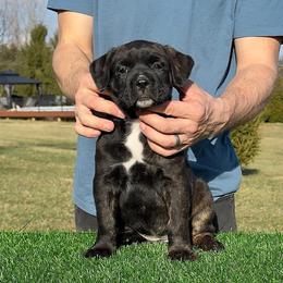 Maya - Black brindle female Cane Corso puppy in Ashland, Ohio from Ruben Cane Corso