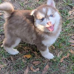 Sienna - Red and white female Pomsky puppy in Spring Hill, Florida from www.PuppyTimeEmporium.com