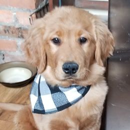 Golden Retriever Puppies from Gracies Goldens