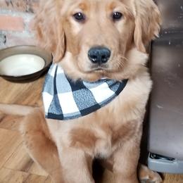 Golden Retriever Puppies from Gracies Goldens