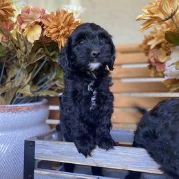 Bernedoodle and Cockapoo Puppies from Dream Doodles and Cockapoos