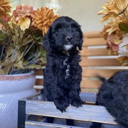 Bernedoodle and Cockapoo Puppies from Dream Doodles and Cockapoos