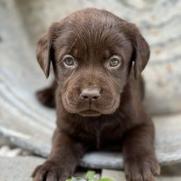 Girl 1 - Chocolate female Labrador Retriever puppy in Danville, Vermont from Dole Hill Labradors