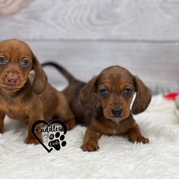 Dachshund, Pomeranian, and Poodle Puppies from Cuddles n Curls