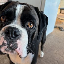 Jojo - Boxer