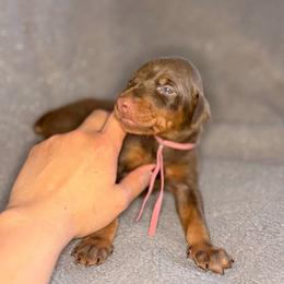 Girl 4 - Red and rust female Doberman Pinscher puppy in Moreno Valley, California from Corgi Dobie Co.