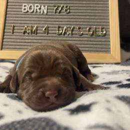 Maxwell Edison, blue collar - Chocolate male Labrador Retriever puppy in Longmont, Colorado from Cornwell Labradors