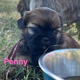 Penny - Red female Shih Tzu puppy in Bloomfield, Indiana from Meihem Pups