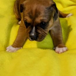 Girl 2 - Staffordshire Bull Terrier puppy in Mulberry, Florida from Bloodrock Staffords