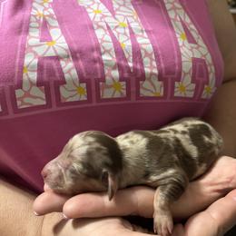 Dachshund Puppies from D & F Doxies