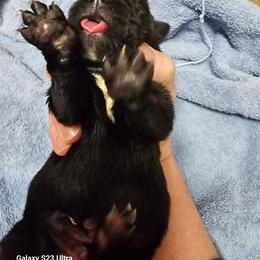 Boy 7 - Black male Cane Corso puppy in Dunnellon, Florida from Touch of Spice Kennels