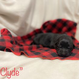 Boy 1 - Black German Shepherd puppy in Belfast, Tennessee from Dady Shepherds