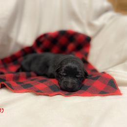 Boy 1 - Black German Shepherd puppy in Belfast, Tennessee from Dady Shepherds