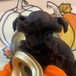 Black 2 - Black male Miniature Schnauzer puppy in Malvern, Arkansas from Deep South Miniature Schnauzers