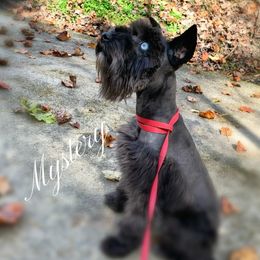 Mystery - Miniature Schnauzer