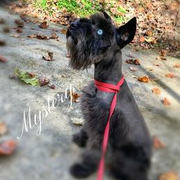 Mystery - Miniature Schnauzer